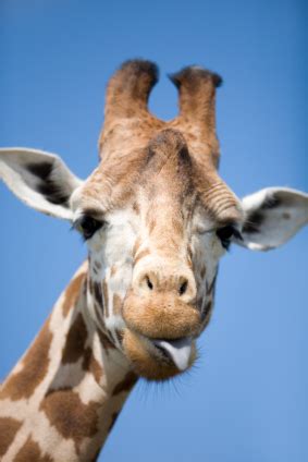 Giraffe Facts for Kids