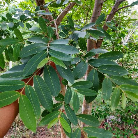 Arjuna (Terminalia arjuna) Trees for Sale: Bring Home the Power of Anc ...