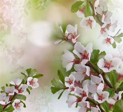 Apple Tree Flowers. Floral Spring Background. Close-up Stock Image - Image of flower, colorful ...