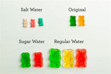 Gummy Bear Science Project | DIY for Beginners | KiwiCo