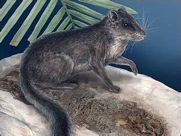 Ancient Rat-Squirrel Rediscovered - CBS News