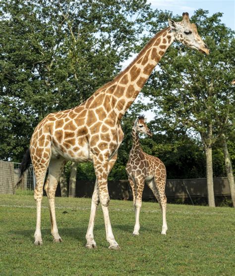 Six Flags Welcomes Baby Giraffe to Safari Family - 107.1 The Boss