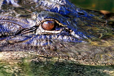 Free Images : nature, profile, wildlife, portrait, tropical, predator, reptile, fauna, head ...