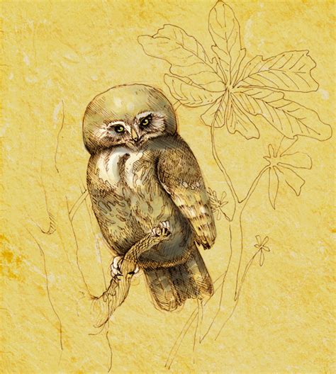 Pernambuco Pygmy Owl by EmilyWalus on DeviantArt