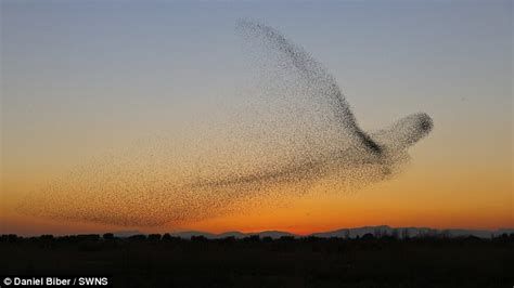 Murmuration of starlings took the form of a giant bird | Daily Mail Online