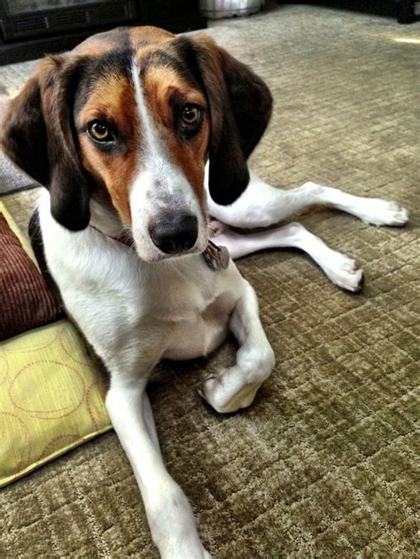 This is Boomer, my two year old rescue. He is a Treeing Walker ...