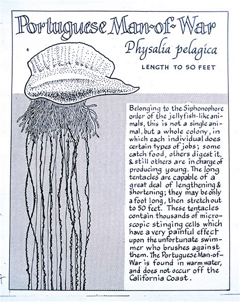 Physalia Diagram