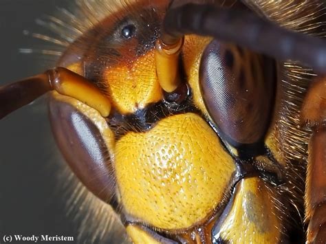 European Hornet | Backcountry Gallery Photography Forums