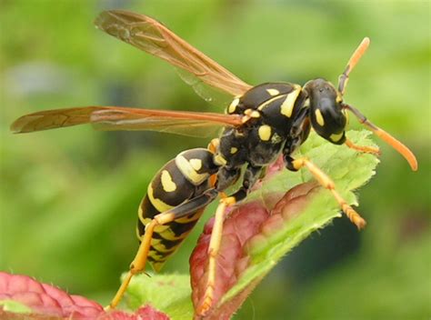 Order Hymenoptera Bees And Wasps, Show Video, Gif Pictures, Arachnids, Entomology, Ants, Beetle ...