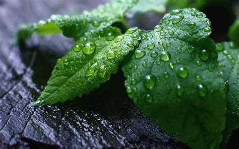 Fresh Mint Leaves wallpaper | other | Wallpaper Better