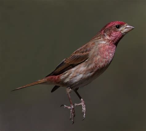 Purple Finch | San Diego Bird Spot