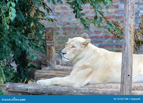 Albino lioness portrait stock photo. Image of intense - 157521788