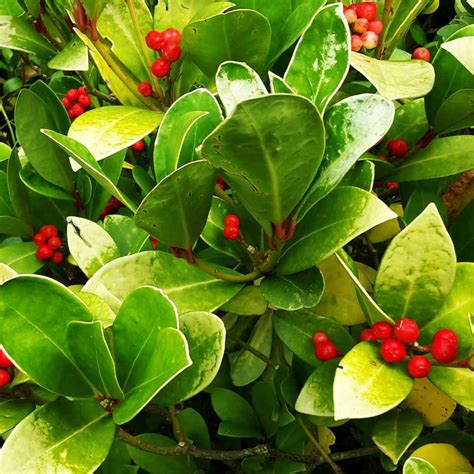 Wintergreen Seeds - Wintergreen Ground Cover Seed