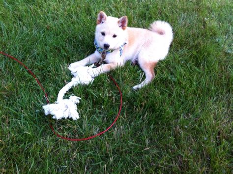 Cream Shiba Inu puppy Shiba Inu, Husky, Puppies, Cream, Dogs, Animals ...