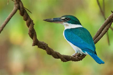 Sundarbans National Park | Wildlife Tour Packages Sundarbans