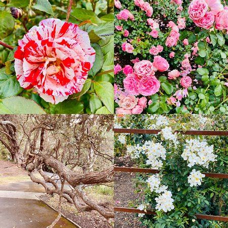 Parnell Rose Gardens (Auckland Central) - 2020 All You Need to Know ...