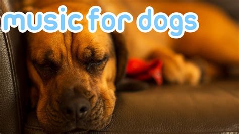 10 HOURS Deep Separation Anxiety Music for Dogs! Chill Your Dog 24/7 ...