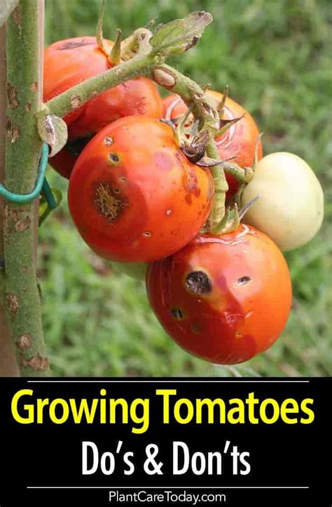 Tomato Plant Care Growing Tips – Do’s and Don’ts | Tomato plant care, Tomato seedlings, Tips for ...