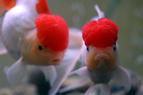 Oranda Goldfish Complete Care Guide: Tips And Advice