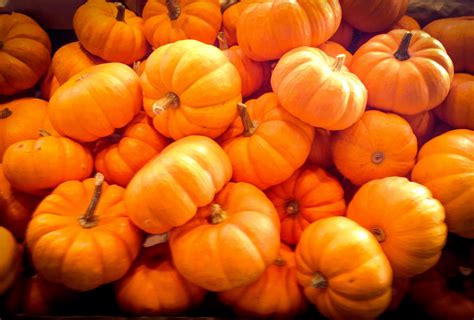 Mini pumpkins | Mini pumpkins, Pumpkin, Farmer