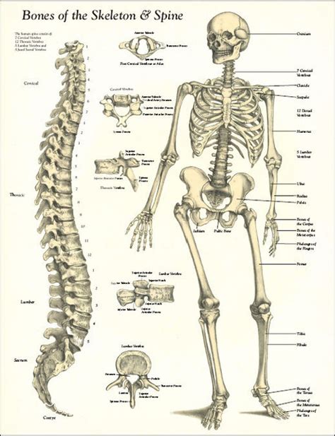 Bones of the Skeleton and Spine Poster - Clinical Charts and Supplies