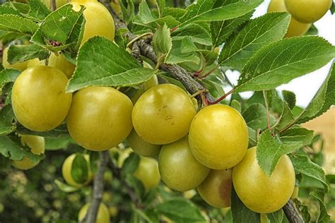 How Does Kakadu Plum Enhance Skin Health - Vitamins and Their Uses