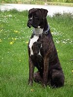 Black And White Boxer Dog Pictures : La 5287 Boxer Dog Close Up Of Face ...