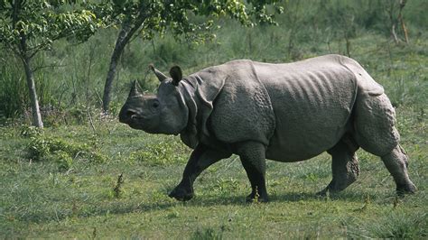 #4k rhino hd wallpaper (4000x2250) Most Endangered Animals, Endangered Species, Borneo, Rhino ...