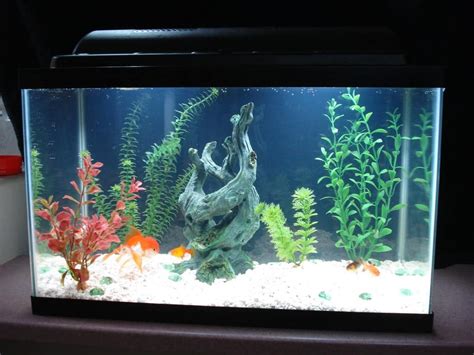 10-Gallon Fish Tank Socking Ideas | 10 gallon fish tank, Fish tank ...