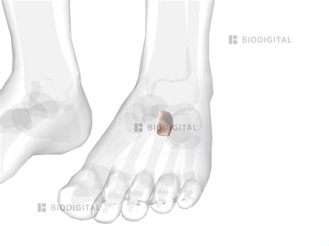 Left lateral cuneiform | BioDigital Anatomy