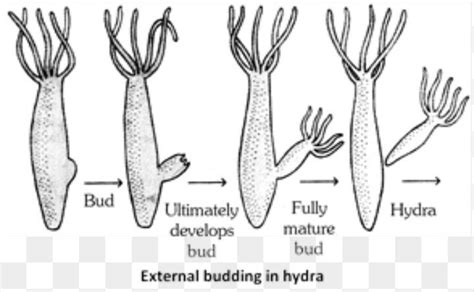 Labelled Diagram Of Hydra