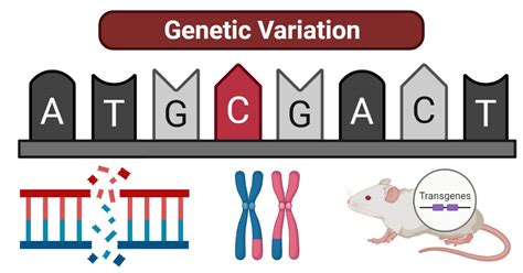 Genetic Variation- Definition, Causes, Types, Examples