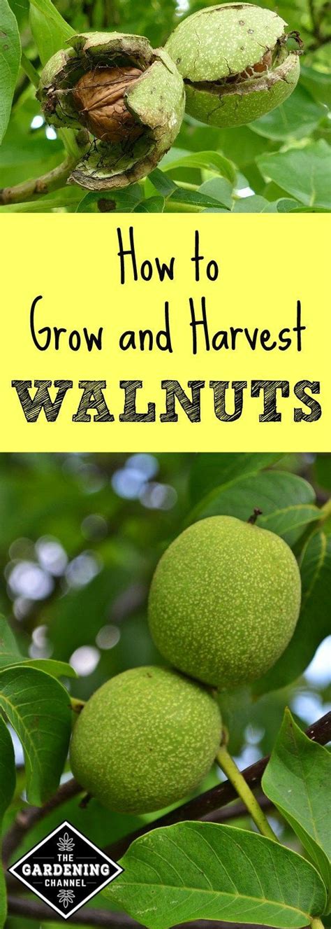 Learn everything you need to know to grow your own walnut trees. The most common walnut tree ...