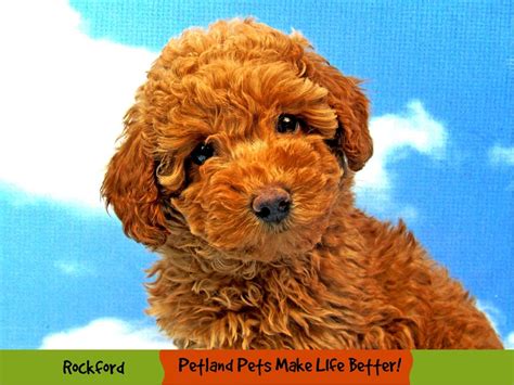 Poodle-DOG-Female-Red-3454273-Petland Pets & Puppies Chicago Illinois