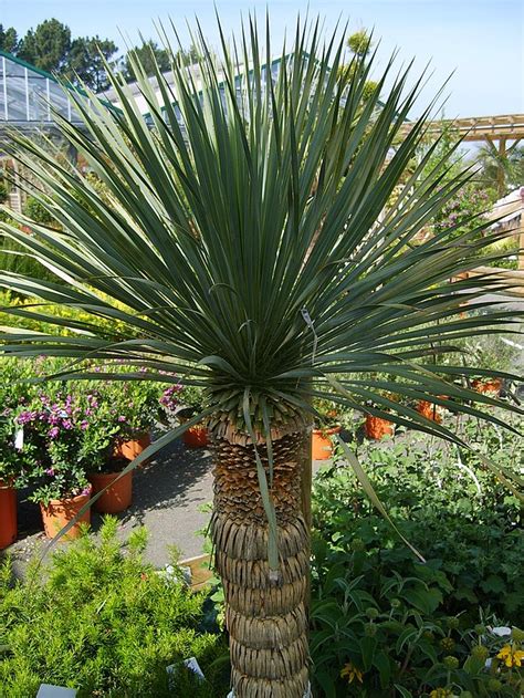 Yucca rostrata seeds - Phoenix Desert Seeds