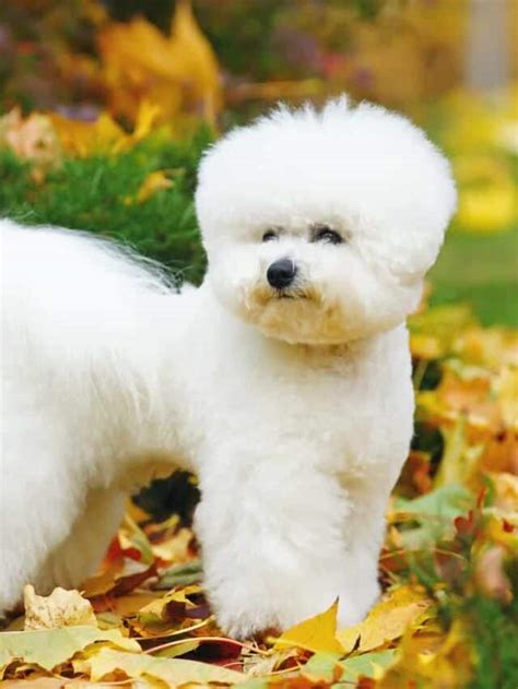 9 Bichon Frise Mixes That Are Absolutely Pawesome - PupVine