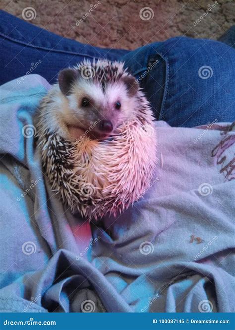 Hedgehog stock image. Image of small, pokey, hedgehog - 100087145