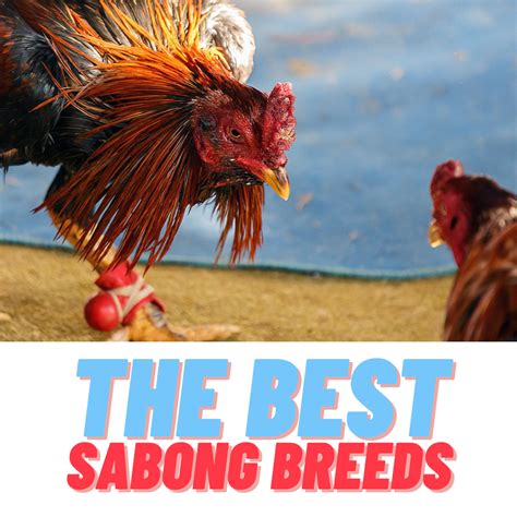 What you’re looking for are Sabong breeds. - Sabong - Medium