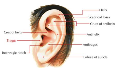 Tragus of the Ear – Earth's Lab