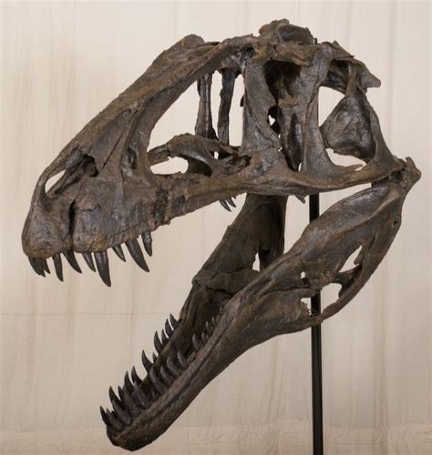 Acrocanthosaurus atokensis Skull – Display Replica – Black Hills Institute