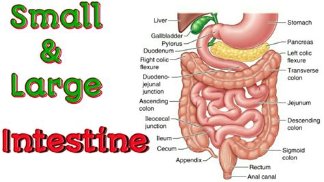 Small and Large Intestine Structure, Digestion and Absorption - YouTube