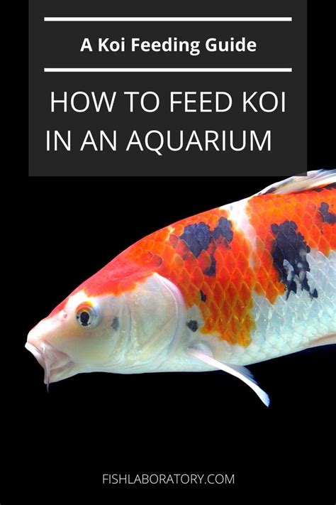 A Guide to Feeding Koi | Fish Laboratory in 2021 | Koi, Koi fish, Feeding