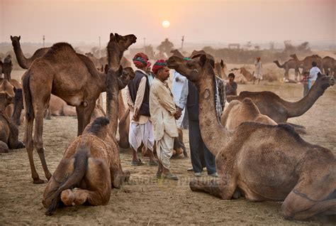 travel4pictures | Pushkar, camel fair