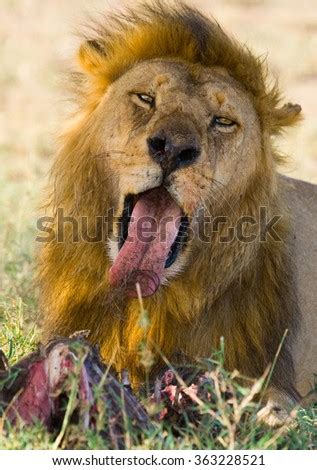 Lion Eating Prey Stock Photo 38321392 - Shutterstock