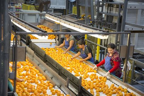 Orange farming, Florida, USA - Stock Image - C021/7373 - Science Photo ...