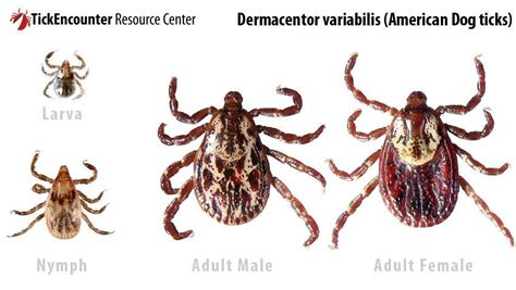 Life Stages of the American Dog Tick (Dermacentor variabilis) From:... | Download Scientific Diagram