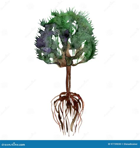 Watercolor Hand Painted Green Summer Tree and Roots Stock Illustration - Illustration of root ...