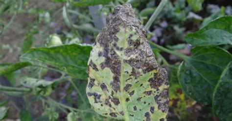 Alternaria Leaf Spot: What Is It and How To Control Alternaria