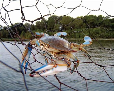 Crab Season Louisiana 2024 - Kayle Melanie