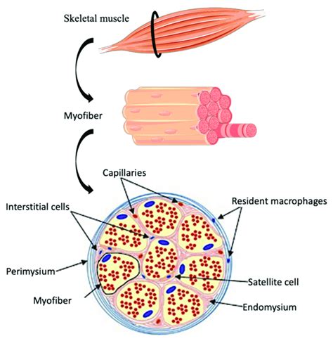 Skeletal Muscle Cell Structure